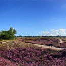 Hiddensee - Dünenheide